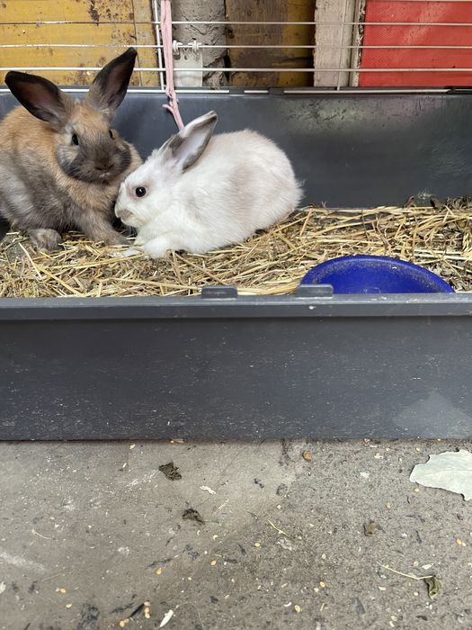 Декоративні кролики