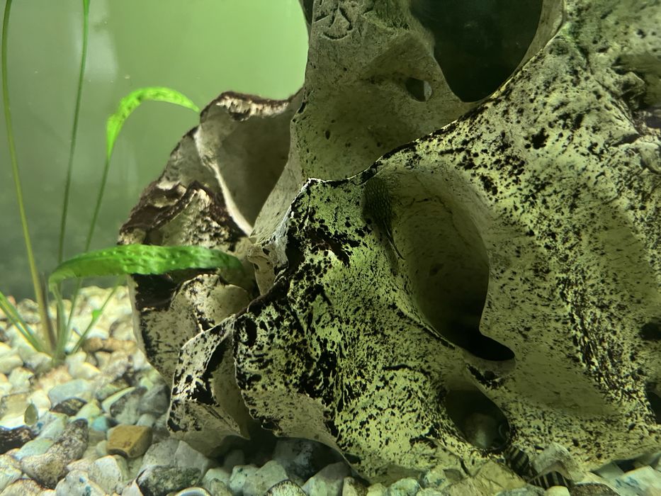 Glonojady z własnej hodowli