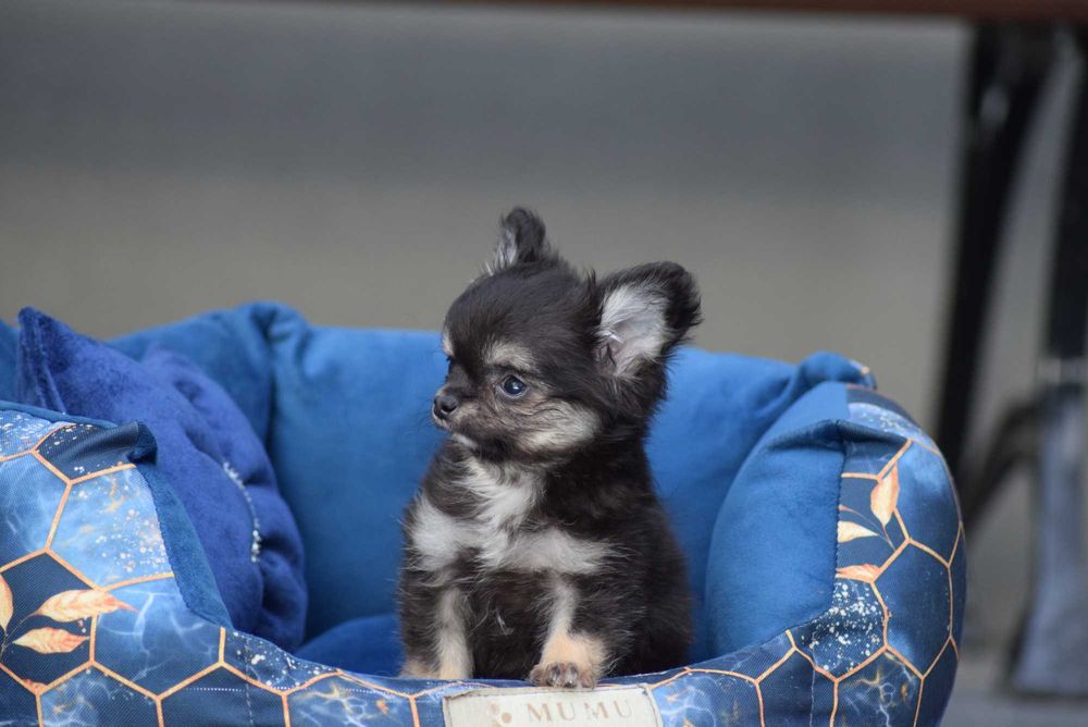 Chihuahua długowłosy chłopiec z metryką ZKwP - FCI