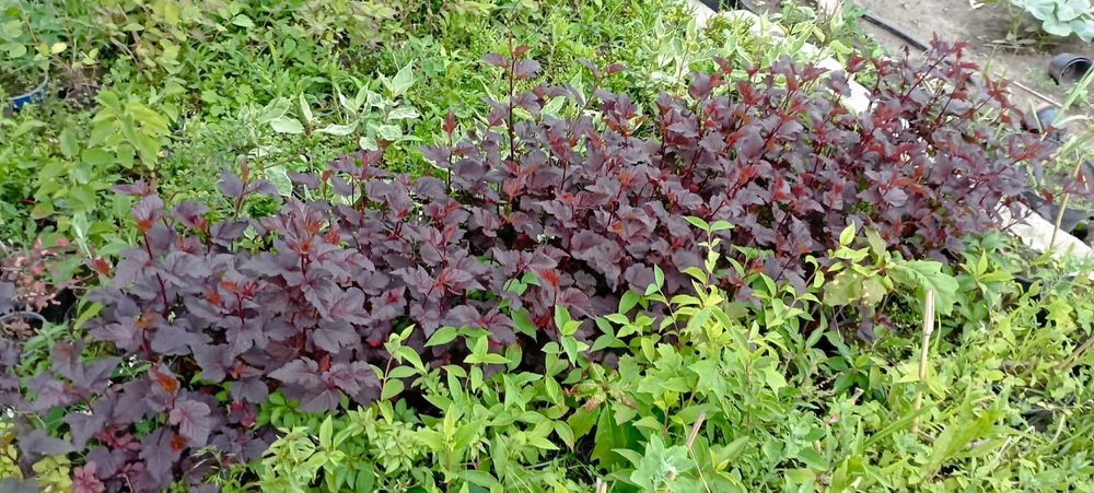 Pęcherznica kalinolistna sadzonki