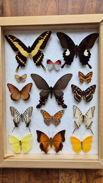 Gablotka motyle Agehana elwesi Papilio Diaethria i inne na ścianę
