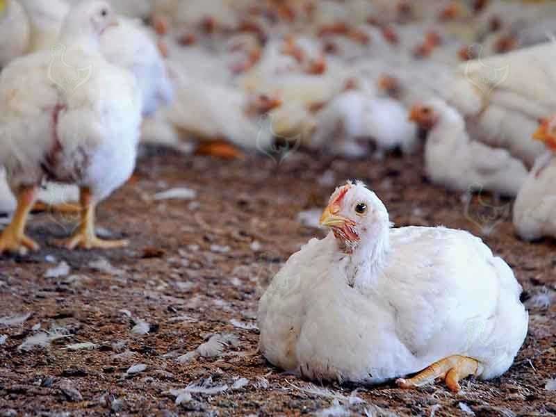 Продам курей бройлеров живым весом. Возможна доставка