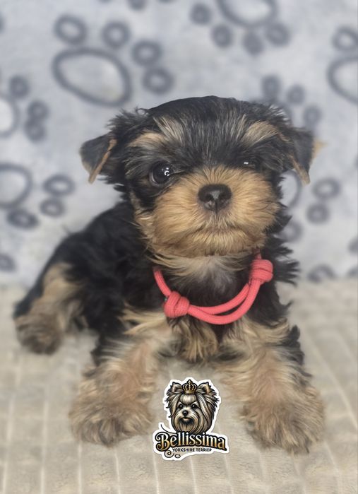 Yorkshire Terrier PIESEK Gotowy do ODEBRANIA Warszawa