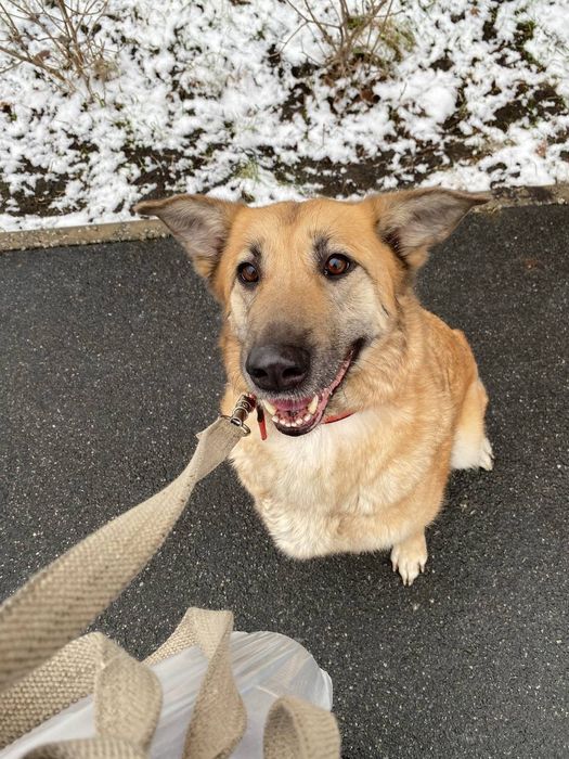 Пропала собака..