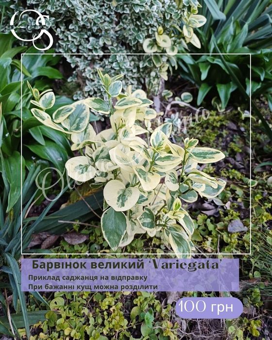 Багаторічні невибагливі рослини (дерен, вейгела, ялівець, барвінок)