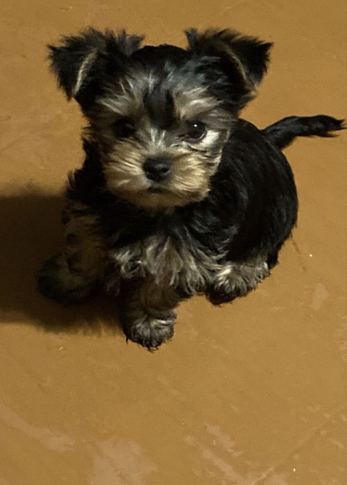 Маленька принцеса