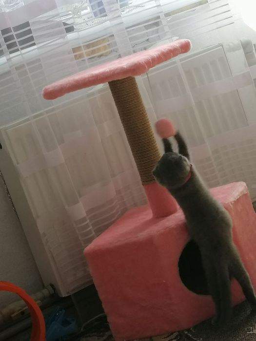 Домик когтеточка для кота кошки