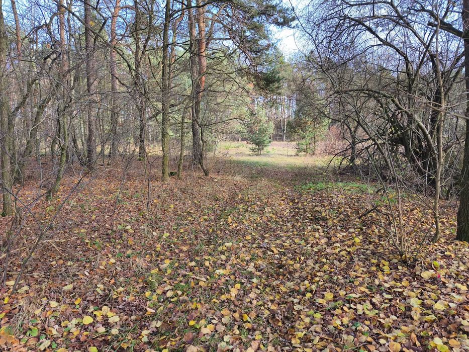 Działka Las rekreacja Dobroń Ldzan blisko Łodzi 15min Ikea 1/2 1500m²