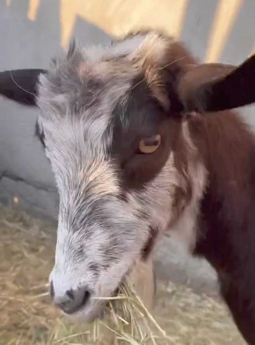 Кози зааненьські та заано-нубійські