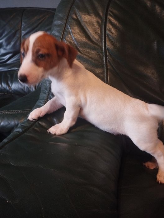 Piesek Jack Russell terrier Brutus