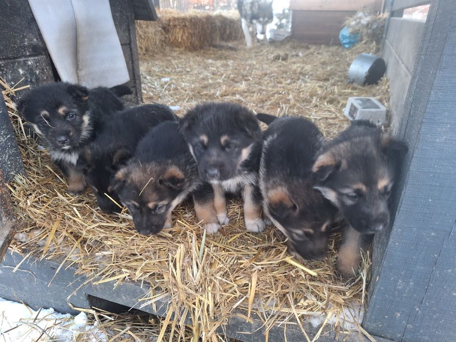 Прдам щенят вівчарки