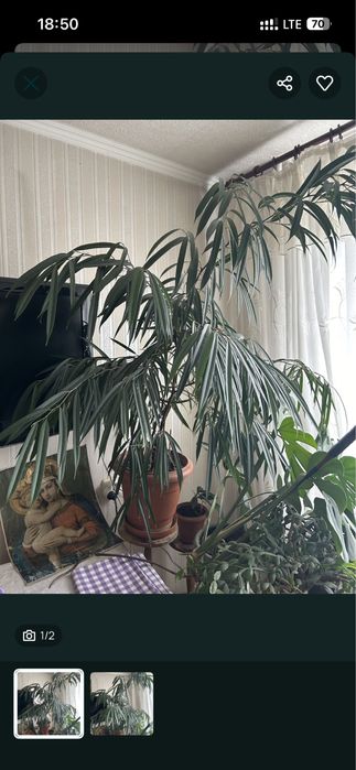 Фікус Бенедикта 1.8 м