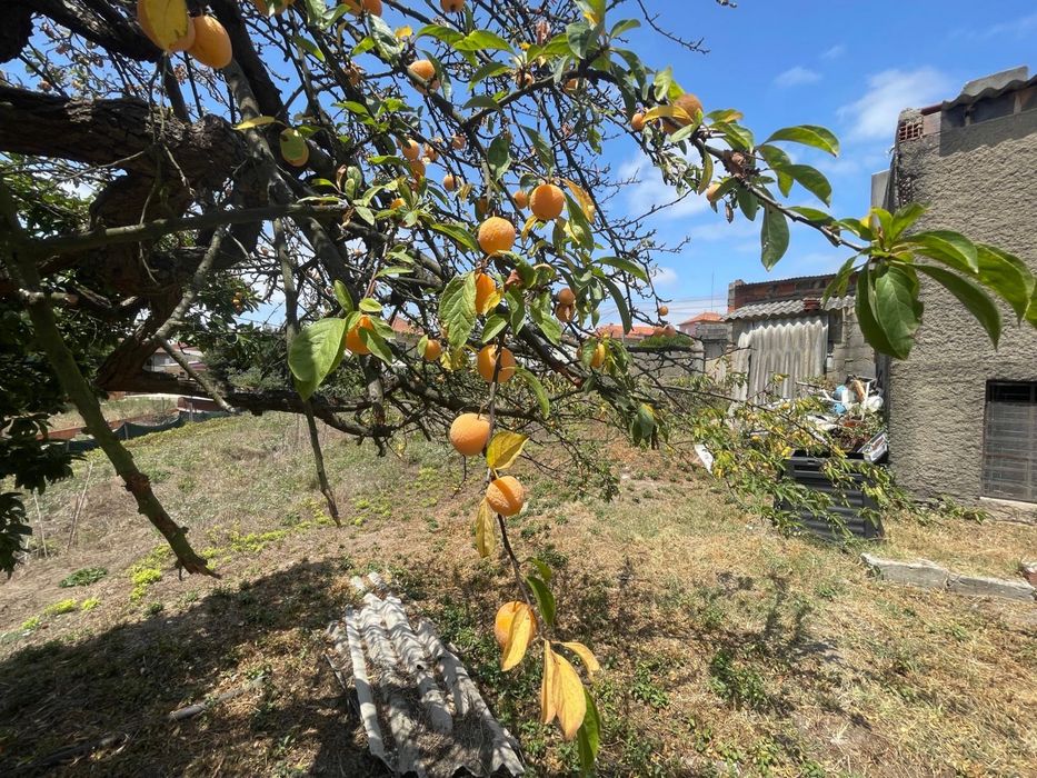 Quintinha com casa T5