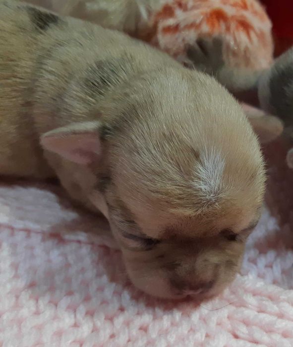 Chihuahua Suczka Beżowa Merle