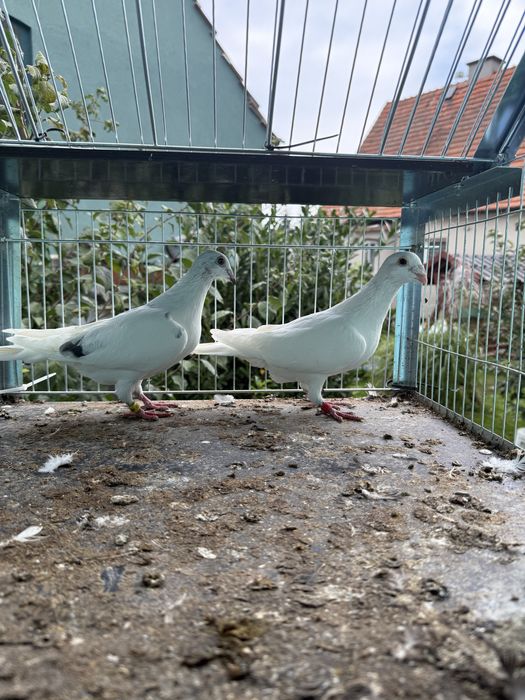 Sprzdam golebie rozplodowe