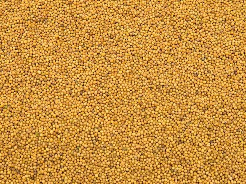 Sprzedam gorczycę,  gorczyca żółta