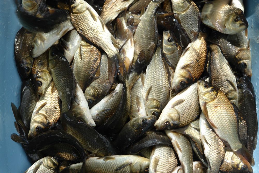 jesiotr narybek jesiotra 22-24 cm cena do 18 grudnia