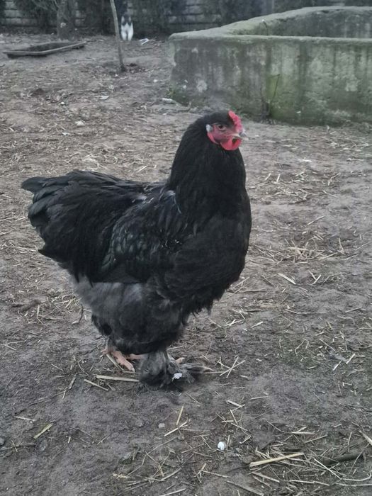 Kogut kochin olbrzymi.