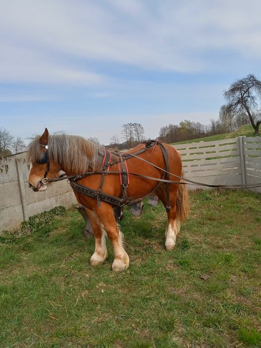 Źrebica zimnokrwista 1.5 roczna