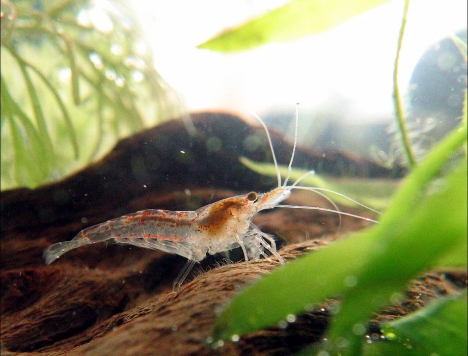 Krewetki neocardina  mix
