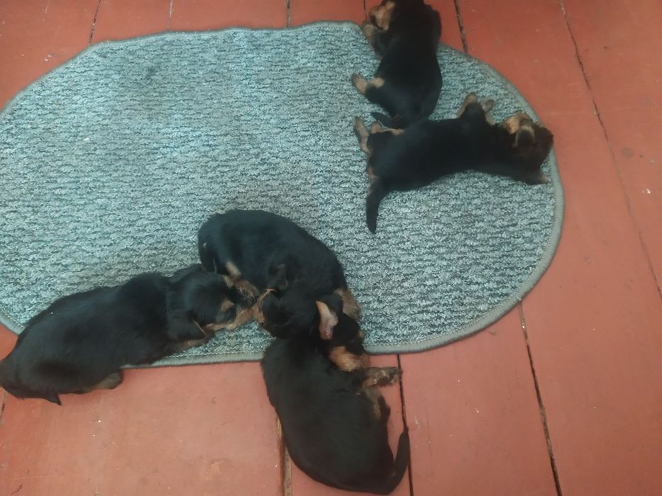 Продаю щенков йоркширских терьеров. Щенкам1.5 месяца  цена 6000 грн