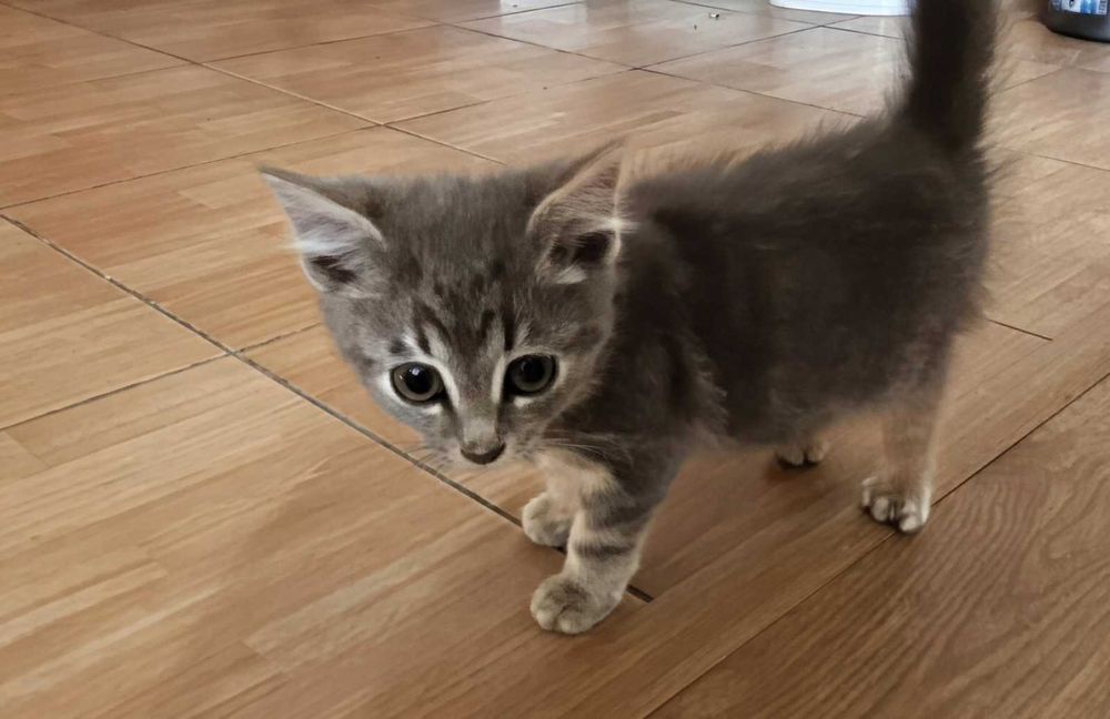 класне котенятко, хлопець,  2 міс.