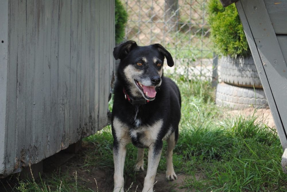 Delikatna , kochana sunia do adopcji