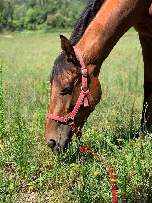 Vendo Égua puro sangue