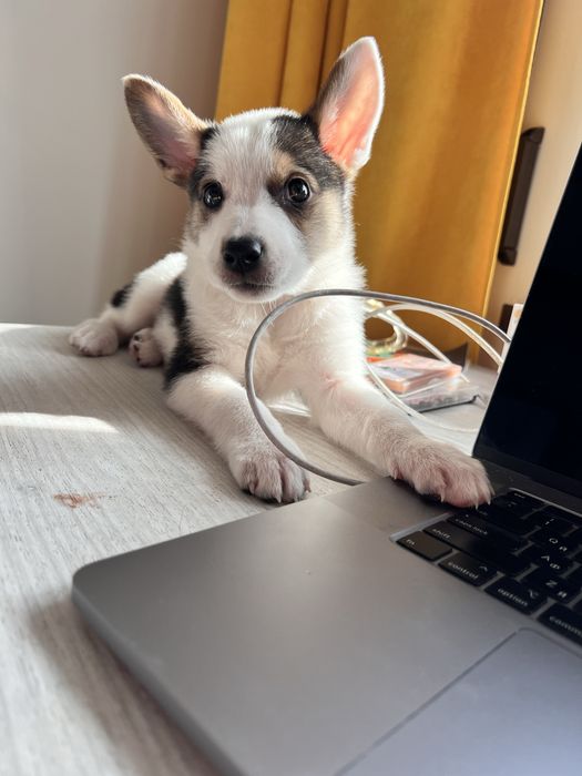 Цуценя бордер-коллі хлопчик метис