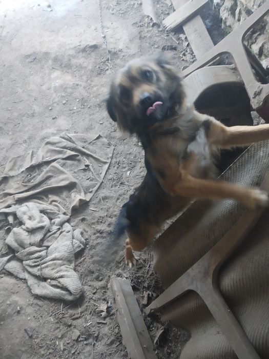 Віддам в добрі руки