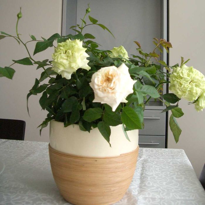 Deroma цветочный керамический горшок кашпо для роз вазон для цветов