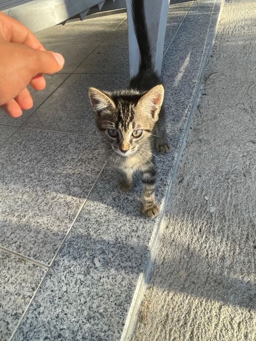 ADOÇÃO de  Gatinhos