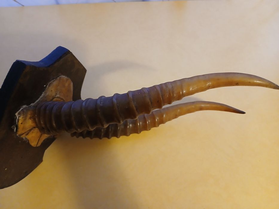 Декор из прошлого. Рога сайгака