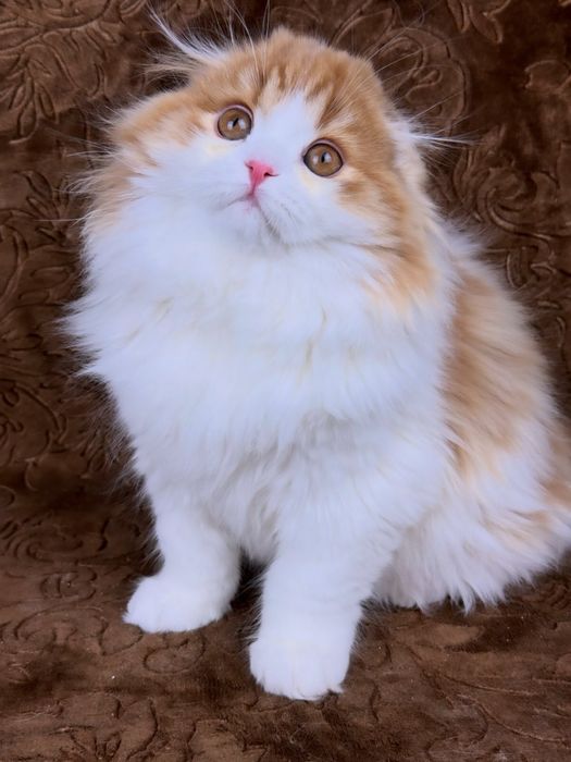 Фолд , гарний хлопчик.