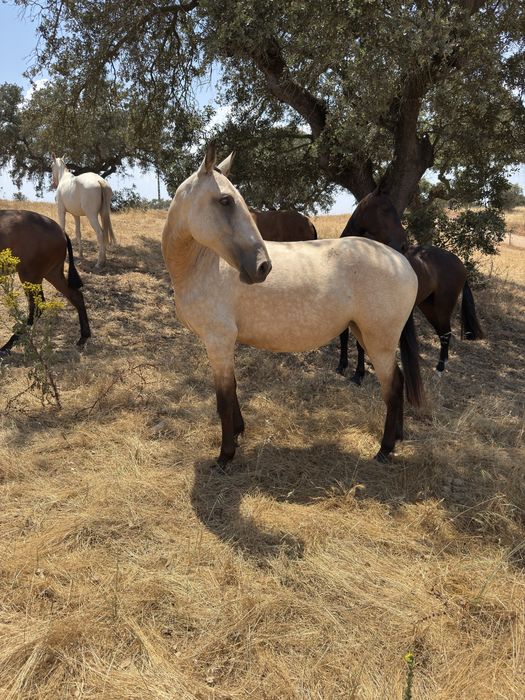 Poldra com 3,5  anos