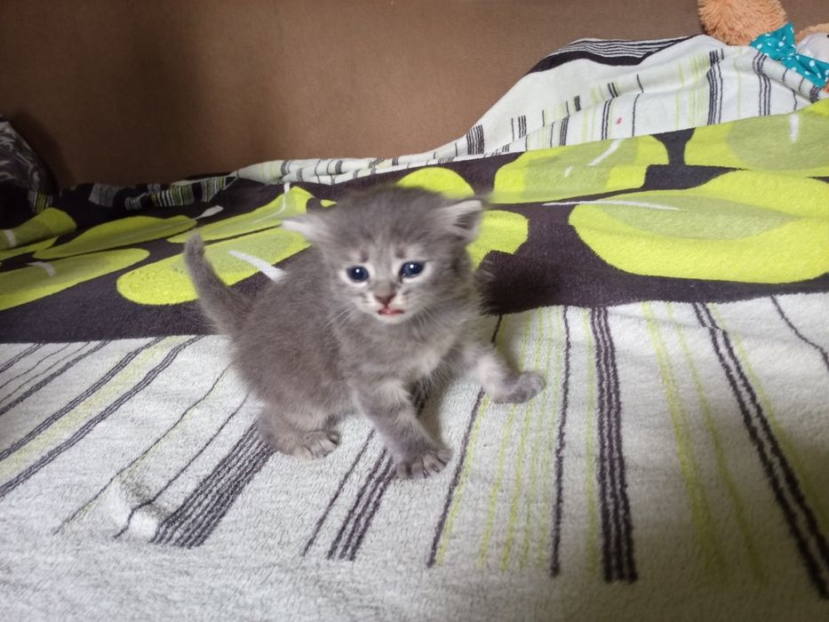 віддам кошенят безкоштовно