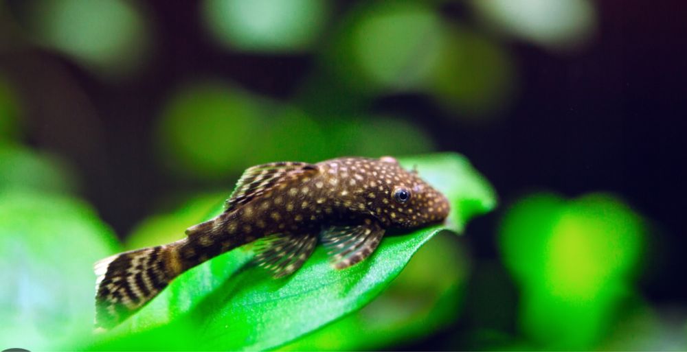 Zbrojnik niebieski glonojad młode