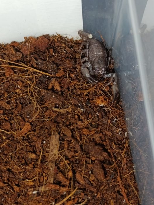 Skorpion javanimetrus cyaneus l3