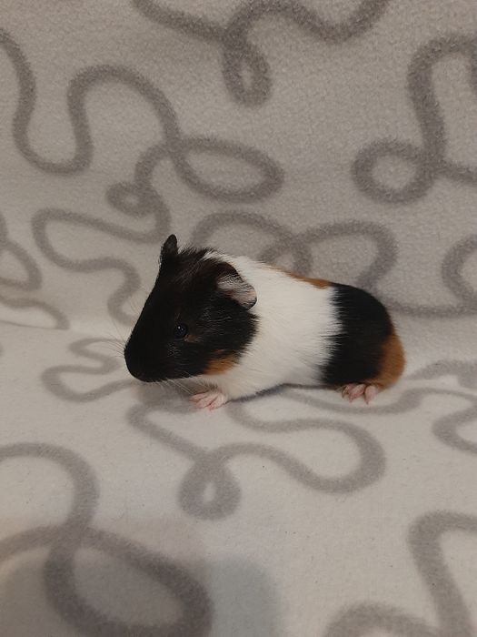 Морські свинки - антидепресантики)