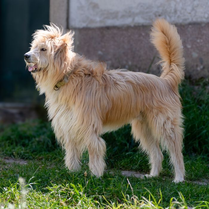 Sebastião procura uma família só para ele