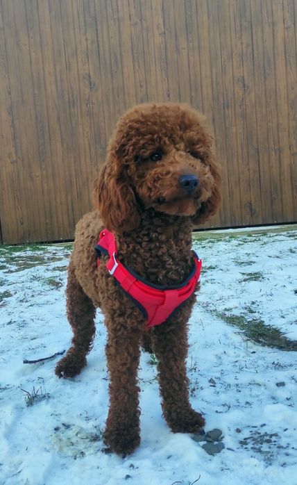 Piesek Cockapoo & pudel