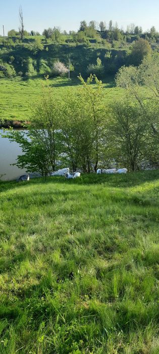 Кози,вівці,козенята