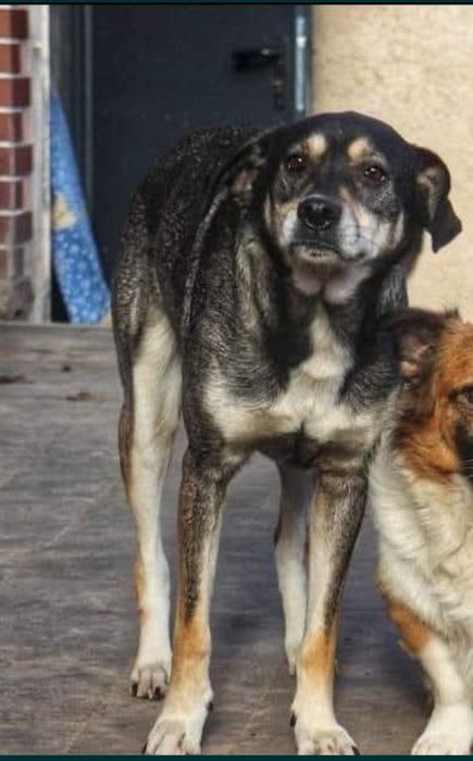 Lili bardzo grzeczna suczka do adopcji.