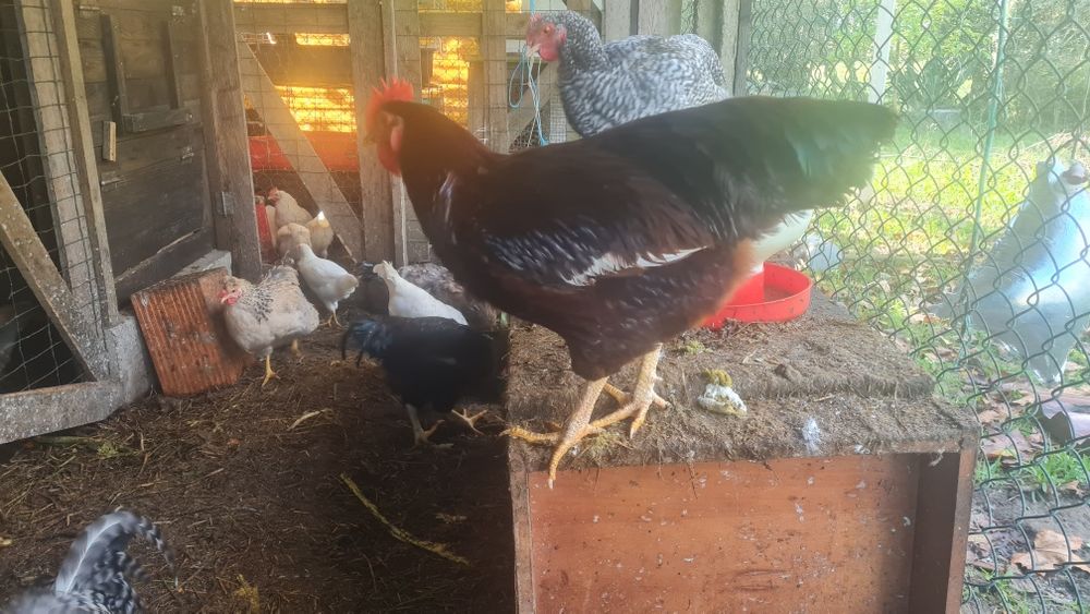 Galo Rhode Island Red puro 10 meses