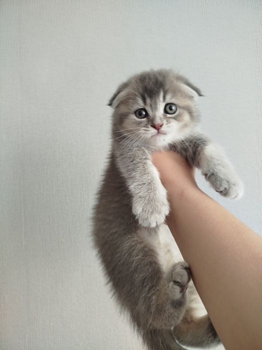 сріблястий таббі ,black silver tabby.шиншила веслоуха дівчинка