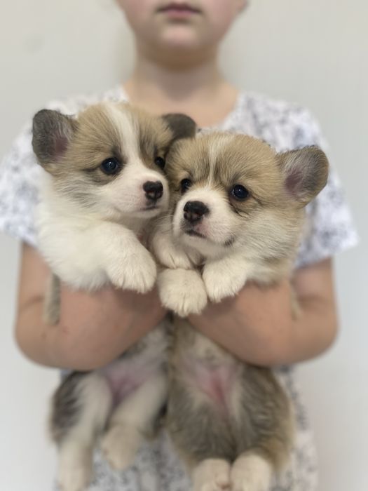 Корженята дівчинка і хлопчики