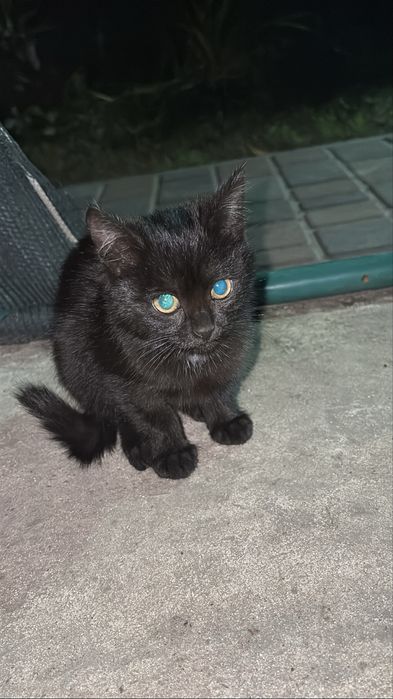 Кошеня,можливо хтось хоче забрати в добрі руки?