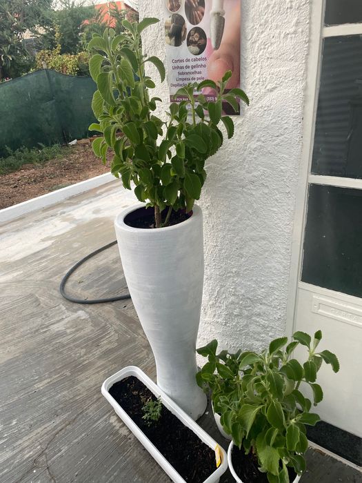 Planta Medicinal Boldo do Brasil