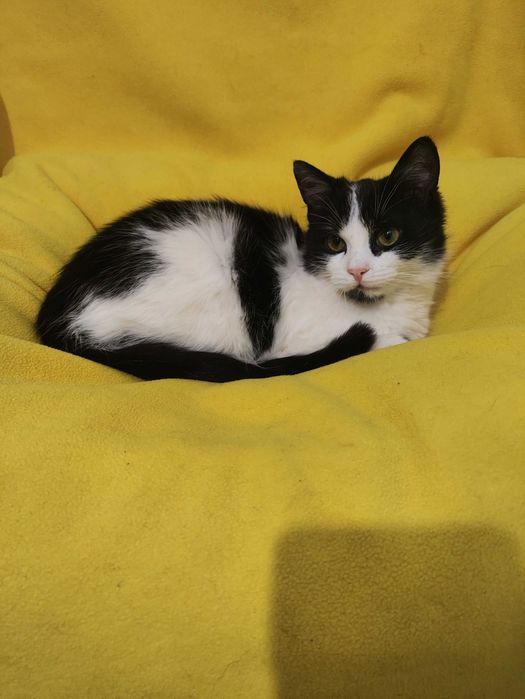 Кошенята котята (кошеня) до серця