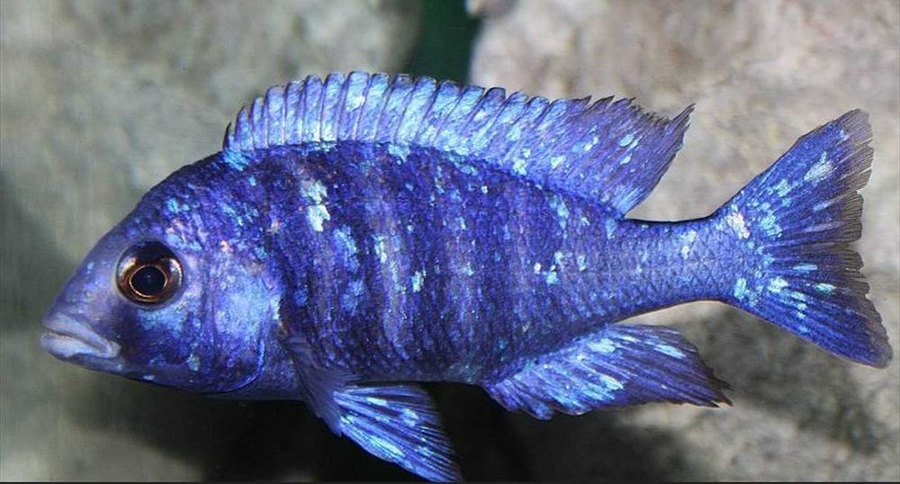 Placidochromis phenochilus Tanzania - dowóz, wysyłka